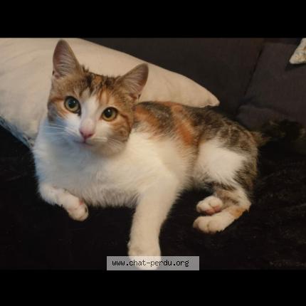 Photo 1/1 Chat retrouvé Perdu à Mariol