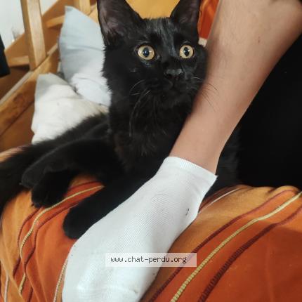 Photo de chat perdu à Villeneuve Les Beziers