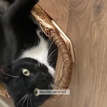 Photo de chat perdu à Ermont