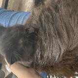 Photo de chat perdu à Vaux Sur Seine