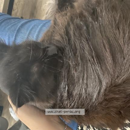 Photo 1/1 Chat retrouvé Perdu à Vaux sur seine