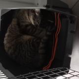 Photo de chat perdu à Bourg En Bresse