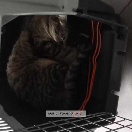 Photo 1/1 Chat retrouvé Perdu à Bourg en bresse