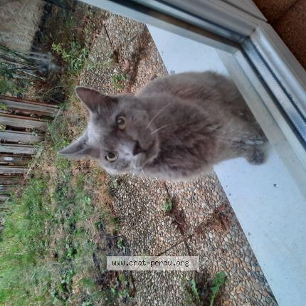 Photo 1/1 Chat retrouvé Trouvé à Bourgoin jallieu