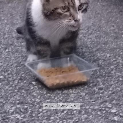 Photo 1/1 Chat retrouvé Trouvé à Saint Etienne