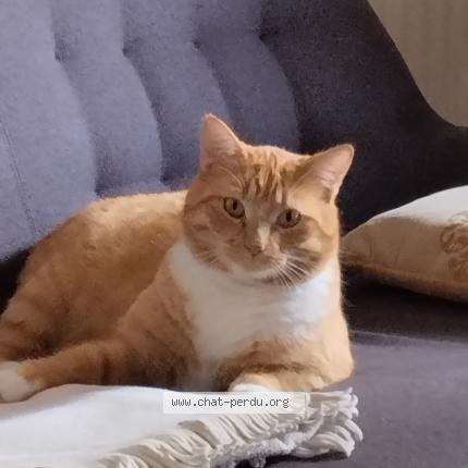 Photo 1/1 Chat retrouvé Perdu à Montauban