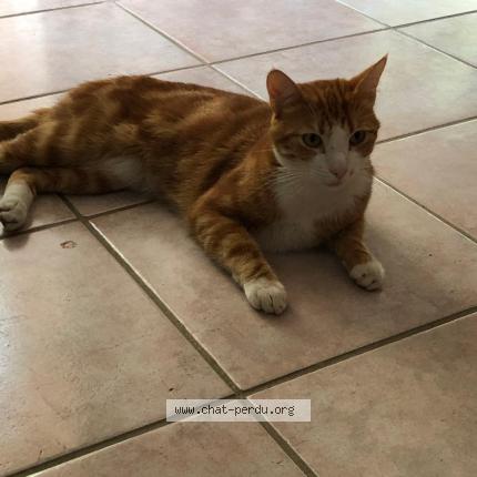 Photo 1/1 Chat retrouvé Perdu à Blagnac