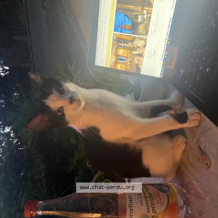 Photo 1/1 Chat retrouvé Perdu à Palaiseau