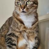 Photo de chat perdu à Fontenay Le Fleury