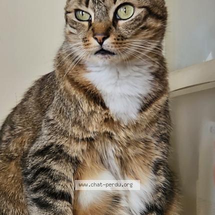 Photo 1/1 Chat retrouvé Perdu à Fontenay le fleury