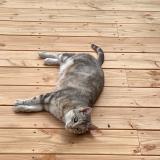 Photo de chat perdu à Montainville