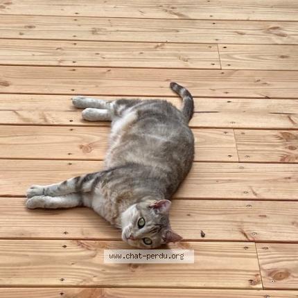 Photo 1/1 Chat retrouvé Perdu à Montainville