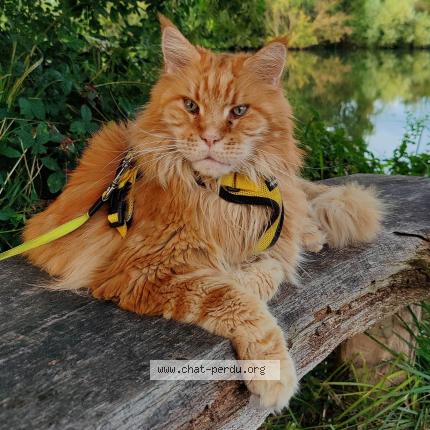 Photo de chat perdu à Rosporden