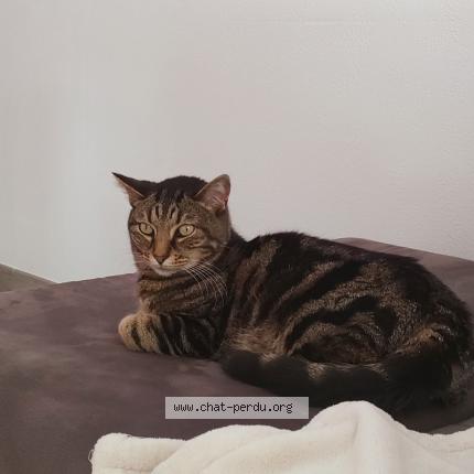Photo de chat perdu à Nantes