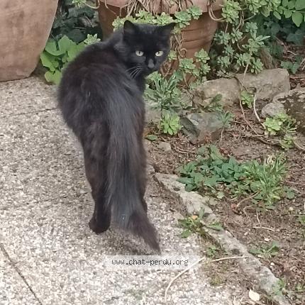 Photo 1/1 Chat retrouvé Trouvé à Nantes