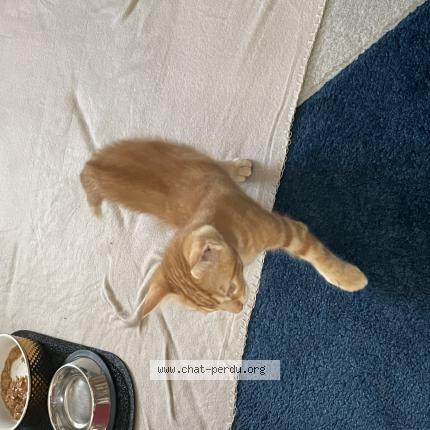 Photo 1/1 Chat retrouvé Perdu à Cergy