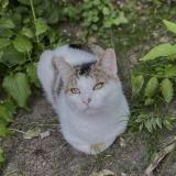 Photo de chat perdu à Sartrouville