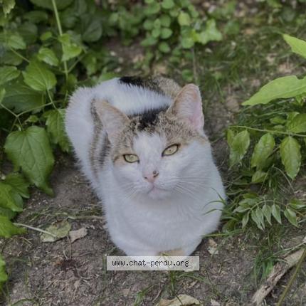 Photo 1/1 Chat retrouvé Perdu à Sartrouville
