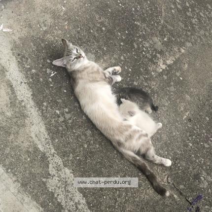 Photo 1/1 Chat retrouvé Perdu à Pamiers