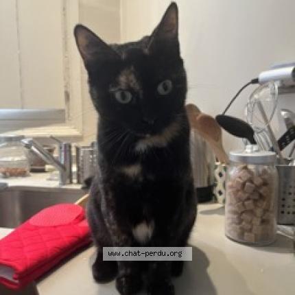 Photo 1/1 Chat retrouvé Perdu à Toulouse
