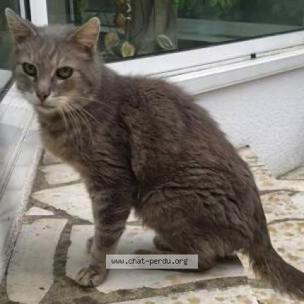 Photo de chat trouvé à Saint Maur Des Fosses
