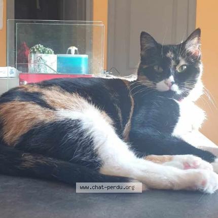Photo 1/1 Chat retrouvé Perdu à Mouilleron Le Captif