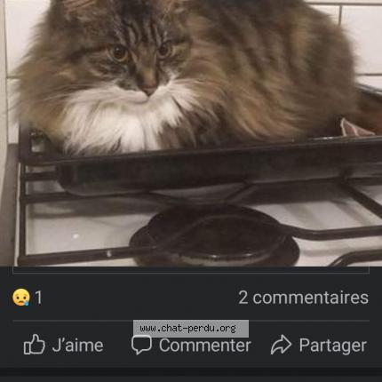 Photo 1/1 Izzy Chat perdu à Vaux