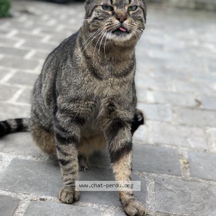 Photo 1/1 Guizmo Chat perdu à Mantes la ville