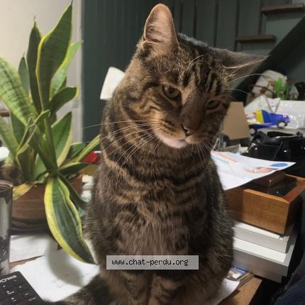 Photo de chat perdu à Saint Maur Des Fosses