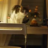 Photo de chat trouvé à Andresy