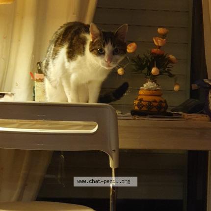 Photo 1/1 Chat retrouvé Trouvé à Andresy