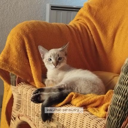 Photo 1/1 Chat retrouvé Perdu à Caucalieres