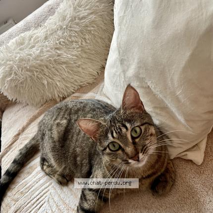 Photo de chat perdu à Vidauban