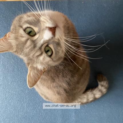 Photo 1/1 Chat retrouvé Perdu à Montreuil