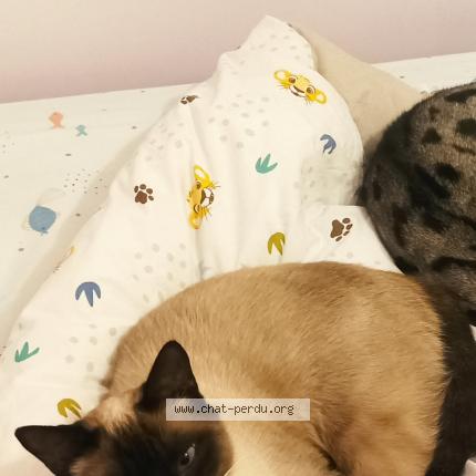 Photo 1/1 Chat retrouvé Perdu à Cournon