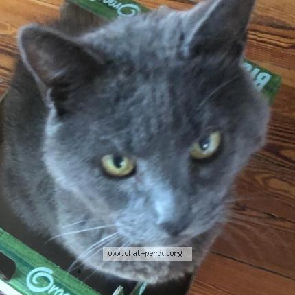 Photo 1/1 Chat retrouvé Perdu à Bretigny Sur Orge