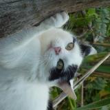 Photo de chat perdu à Bazemont