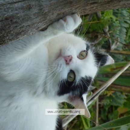 Photo 1/1 Chat retrouvé Perdu à Bazemont