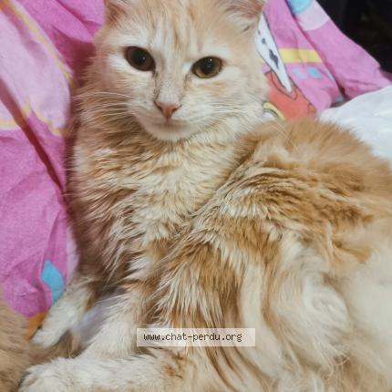 Photo 1/1 Chat retrouvé Perdu à Charny Oree De Puisaye