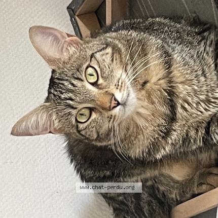 Photo 1/1 Chat retrouvé Perdu à Fleurieux Sur L Arbresle