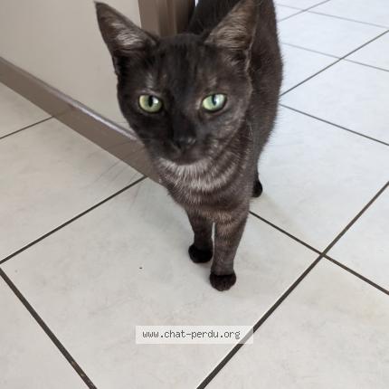 Photo de chat perdu à Rouen