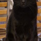 Photo de chat perdu à Le Perray En Yvelines