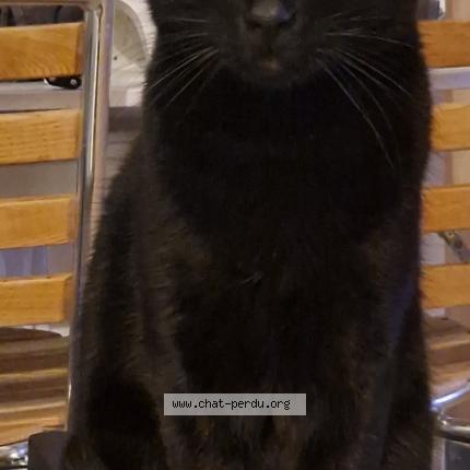 Photo 1/1 Chat retrouvé Perdu à Le perray en yvelines