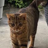 Photo de chat perdu à Glion