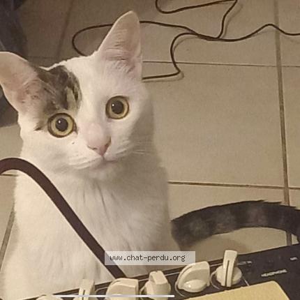 Photo 1/1 Chat retrouvé Perdu à Toulouse