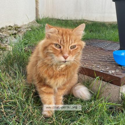 Photo 1/1 Chat retrouvé Trouvé à Aulnay Sous Bois