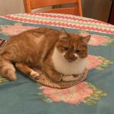 Photo de chat perdu à Meudon