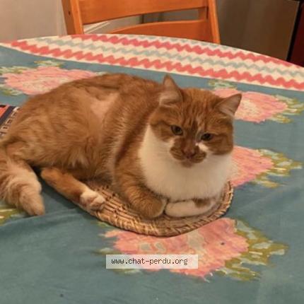 Photo 1/1 Chat retrouvé Perdu à Meudon