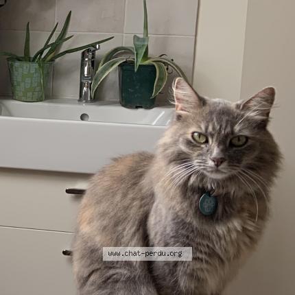 Photo 1/1 Chat retrouvé Perdu à Avrille