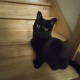 Photo de chat perdu à Saint Andre De Corcy